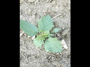 Stramoine commune(Datura stramonium)_3