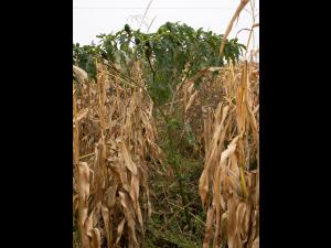 Stramoine commune(Datura stramonium)_12