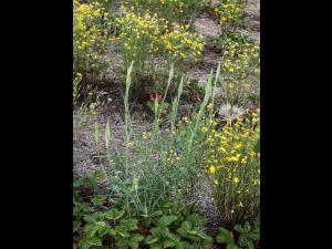 Salsifis majeur (Tragopogon dubius)_1