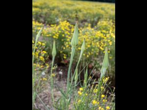 Salsifis majeur (Tragopogon dubius)_3