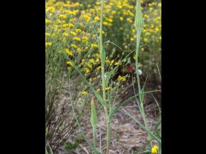 Salsifis majeur (Tragopogon dubius)_5