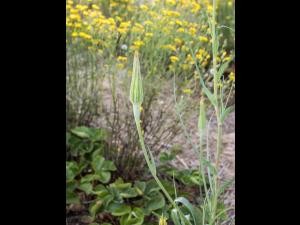 Salsifis majeur (Tragopogon dubius)_6
