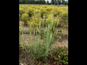 Salsifis majeur (Tragopogon dubius)_7