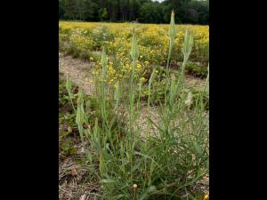 Salsifis majeur (Tragopogon dubius)_8