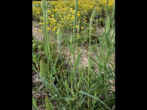 Salsifis majeur (Tragopogon dubius)_9