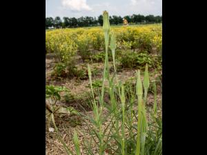 Salsifis majeur (Tragopogon dubius)_10