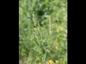 Mélilot blanc (Melilotus albus)_7