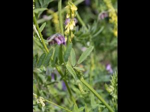 Mélilot jaune (Melilotus officinalis)_7