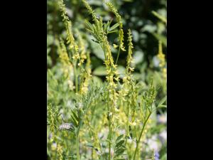 Mélilot jaune (Melilotus officinalis)_9