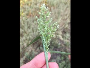 Éragrostide fétide (Eragrostis cilianensis)_7