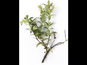 Airelle rouge - glyphosate (9)_2