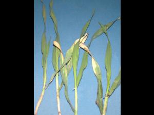 Orge - atrazine (5)_1