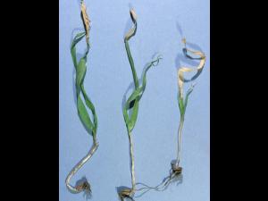 Orge - atrazine (5)_3