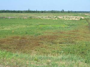 Canneberge - dichlobénil (29)_5