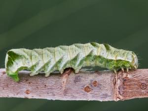 Chenille à chevrons (Melanchra adjuncta)_2