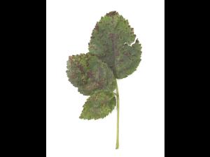 Mûre - Mildiou (Peronospora sparsa)