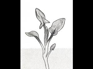 Identification_FeuilleAlterne