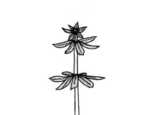 Identification_FeuilleVerticille