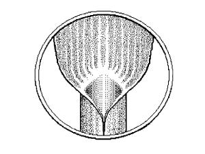 Identification_AucuneLigule