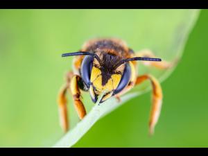 Abeille cotonnière européenne (Anthidium manicatum)_3