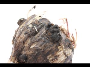 Ail - Pourriture blanche