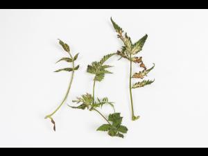 Sorbaire à feuilles de sorbier - glyphosate (9)_3