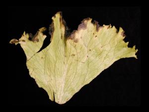 Laitues - Tache bactérienne (Pseudomonas viridiflava)_2