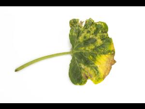 Courges - atrazine (5)_5