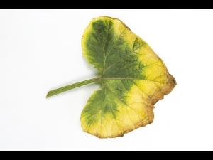 Courges - atrazine (5)_6