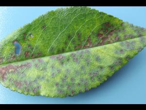 Cerise - Tache foliaire (Blumeriella jaapii)_4