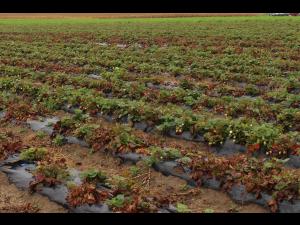 Fraise - Dépérissement neopestalotiopsien (Neopestalotiopsis sp. )_1