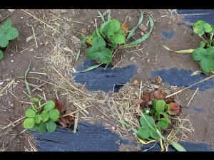 Fraise - Dépérissement neopestalotiopsien (Neopestalotiopsis sp. )_4