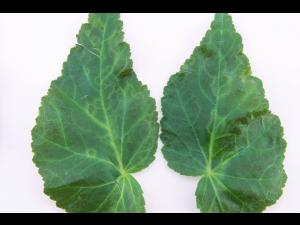 Begonias - Virus indéterminé_2