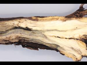 Magnolias - Pourriture molle bactérienne (Pseudomonas fluorescens)_2