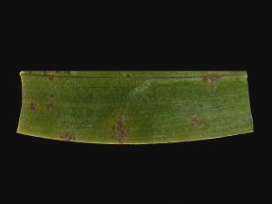 Orchidées - Virus indéterminé_3