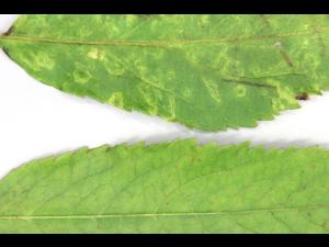 Sureaux - Virus indéterminé_2