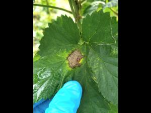 Houblon - Brûlure à halo (Diaporthe humulicola)_2