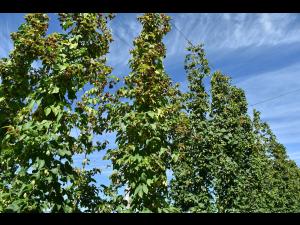 Houblon - Brûlure à halo (Diaporthe humulicola)_5