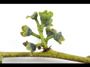 Bleuet en corymbe - Manque d'eau et sécheresse_2