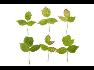 Framboise - pH élevé (neutre à basique)_1