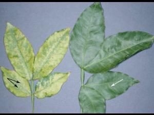 Huito - Virus indéterminé_1