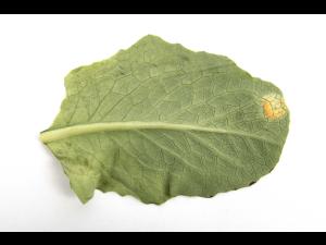 Laitues - Rouille (Puccinia sp.)_1