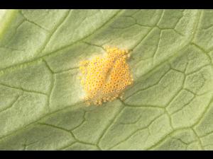 Laitues - Rouille (Puccinia sp.)_3