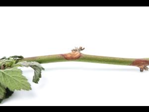 Mûre - Chancre de la tige (Botrytis cinerea)_2
