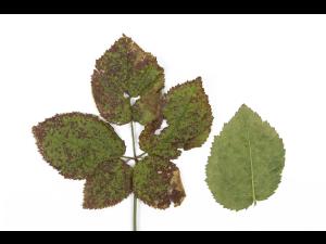 Mûre - pH bas (acide)_1