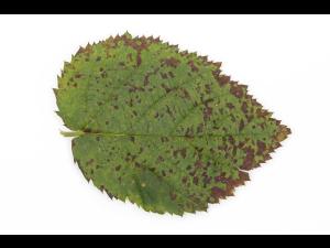 Mûre - pH bas (acide)_2