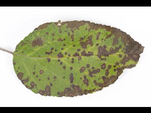 Pomme - Chute des feuilles causée par Marssonina (Diplocarpon coronariae)