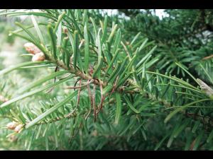 Arbres de Noël (sapins) - Brûlure des pousses (Delphinella sp.)