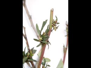 Bleuet en corymbe - glyphosate (9)_5