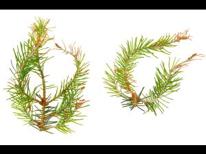 Épinettes_dicamba (4)_3